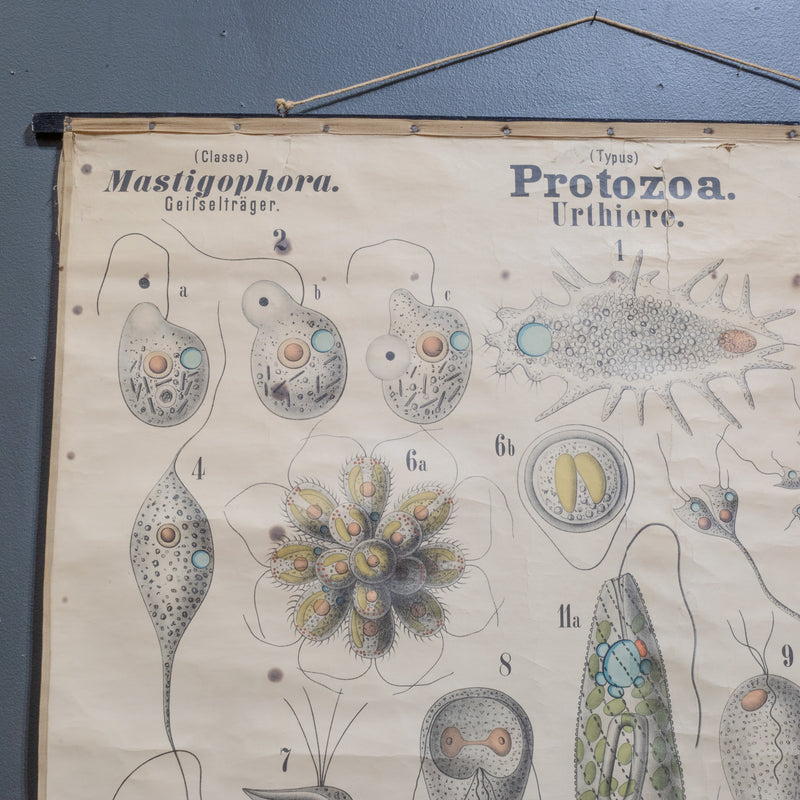 19th c. German Scientific School Wall Chart of Protozoa c.1877-1892