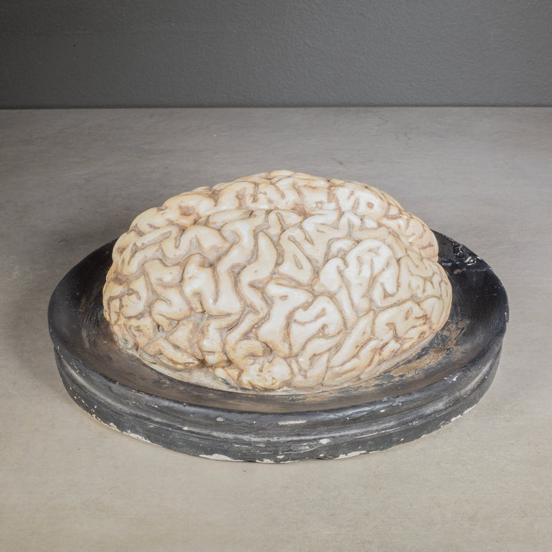 19th c. Bock-Steger Anatomical Brain Model, Germany