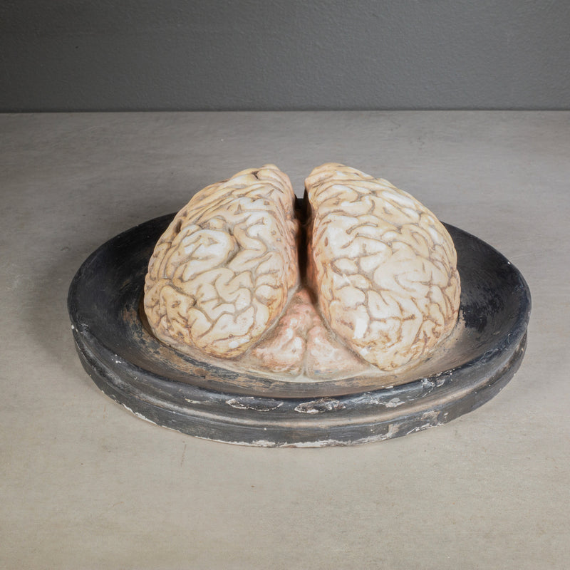 19th c. Bock-Steger Anatomical Brain Model, Germany