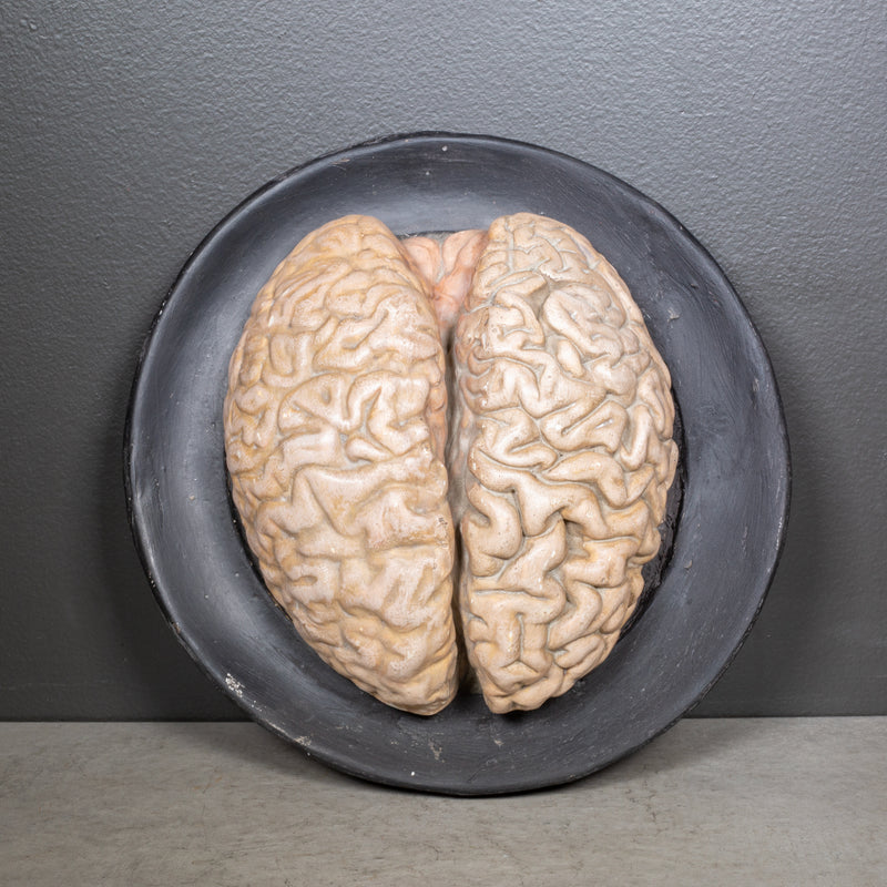 19th c. Bock-Steger Anatomical Brain Model, Germany