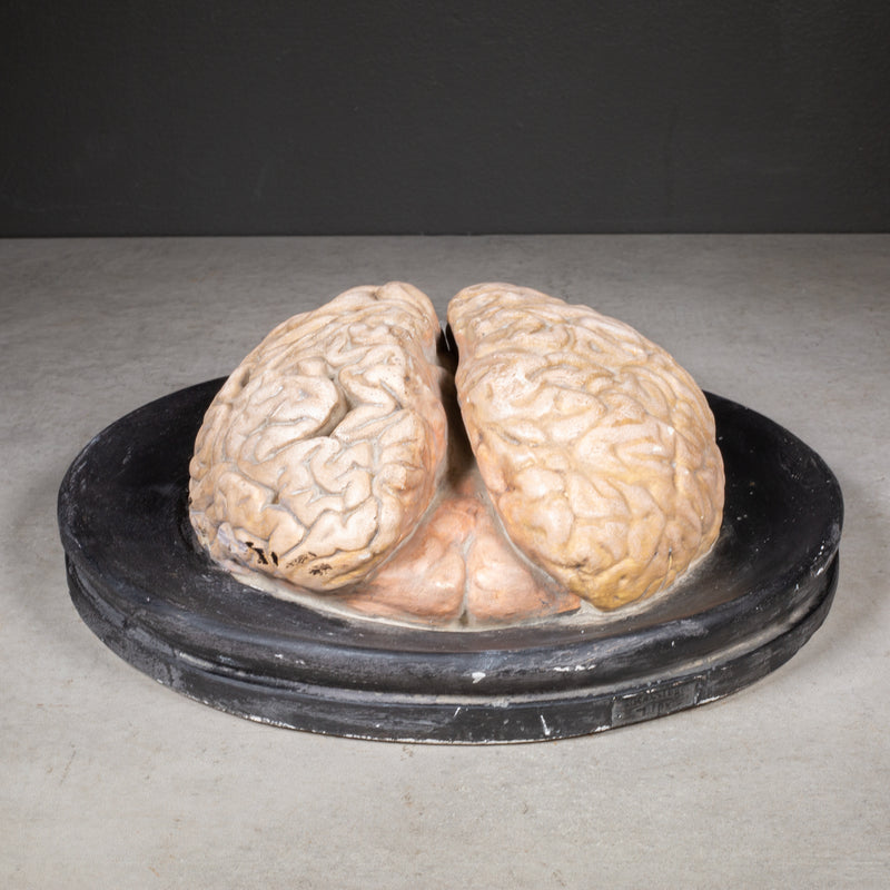 19th c. Bock-Steger Anatomical Brain Model, Germany