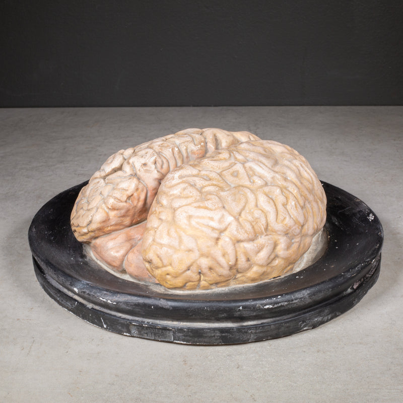 19th c. Bock-Steger Anatomical Brain Model, Germany