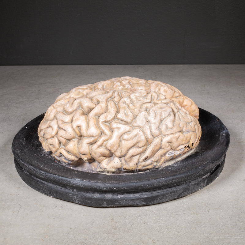 19th c. Bock-Steger Anatomical Brain Model, Germany