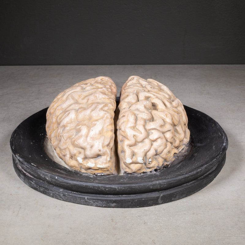 19th c. Bock-Steger Anatomical Brain Model, Germany