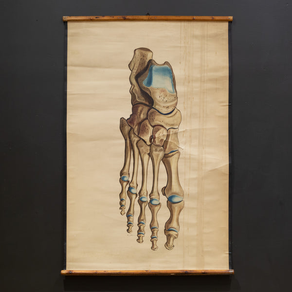 Antique Medical Class Anatomy Scroll of Foot c.1920-1940
