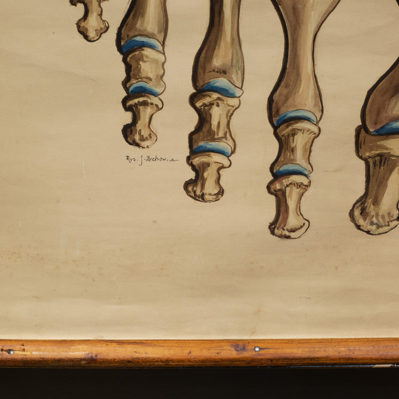Antique Medical Class Anatomy Scroll of Foot c.1920-1940