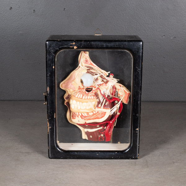 Antique Half Relief Anatomical Model Head in Wax, Germany c.1910