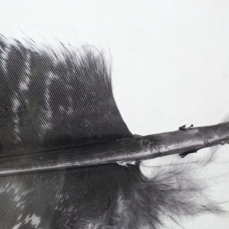 Feather Trilogy #5, Pheasant Wing Triptych
