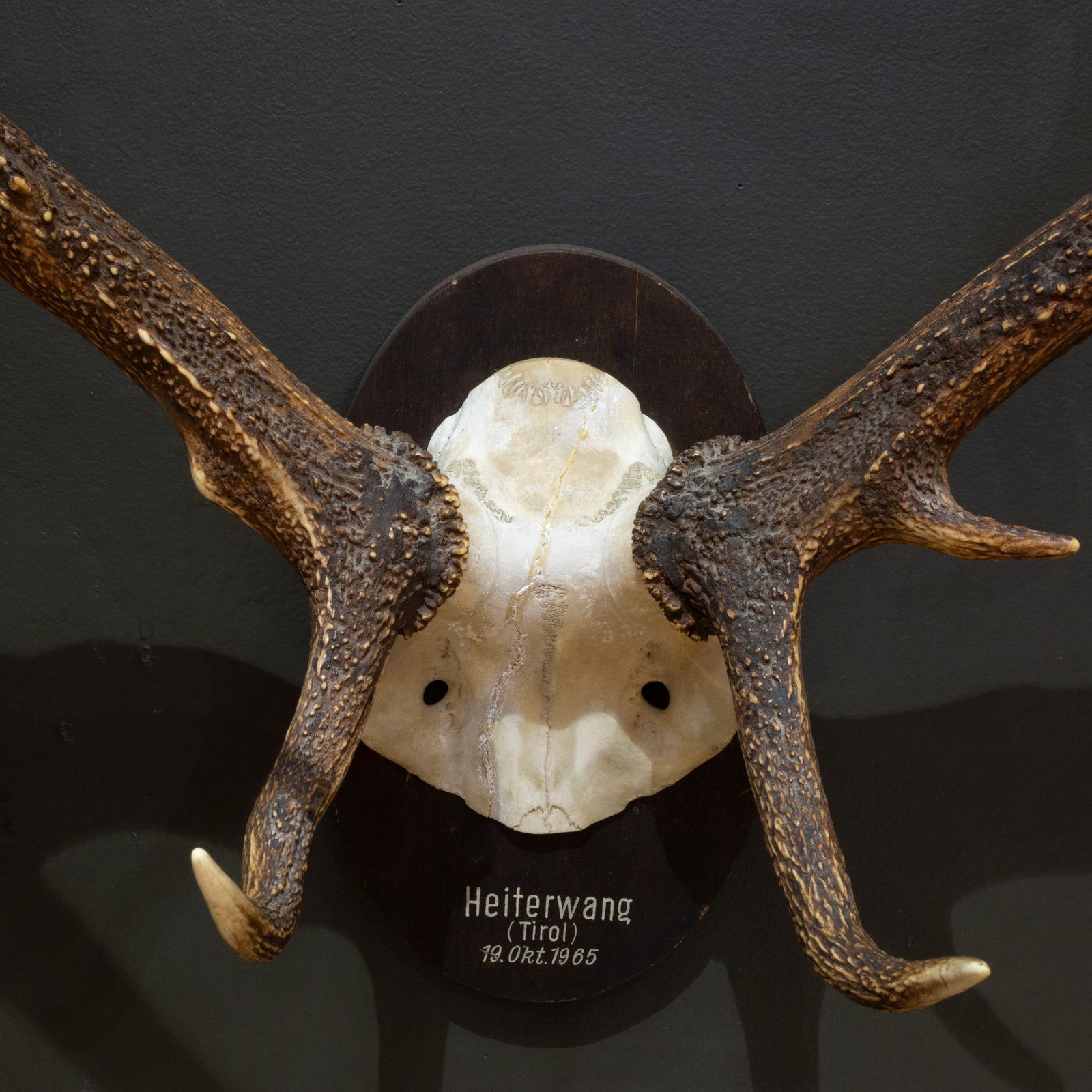 Vintage Mounted Red Deer Antlers, Austria c.1965 | S16 Home