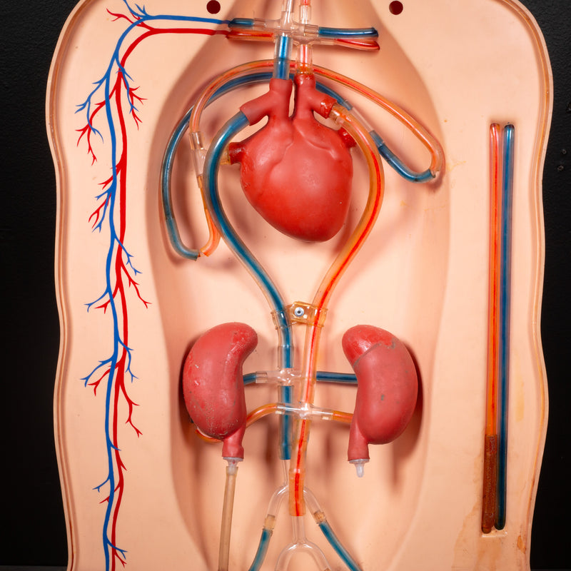 Mid-century Classroom Anatomical Teaching Respiratory Model c.1950