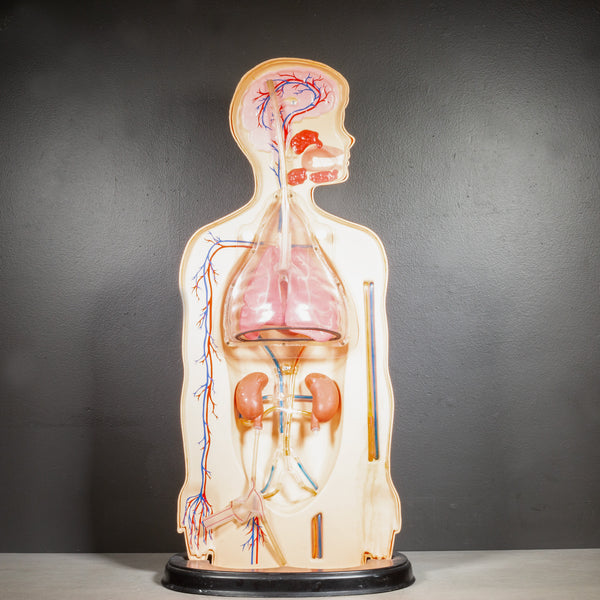 Mid-century Classroom Anatomical Teaching Respiratory Model c.1950