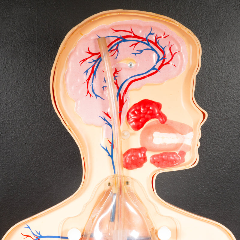 Mid-century Classroom Anatomical Teaching Respiratory Model c.1950