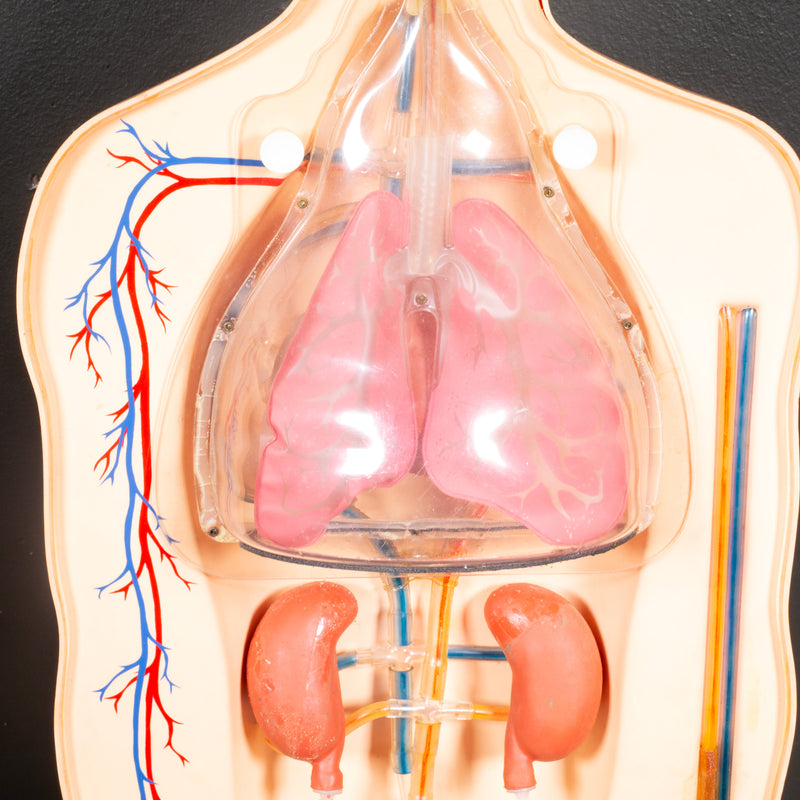 Mid-century Classroom Anatomical Teaching Respiratory Model c.1950