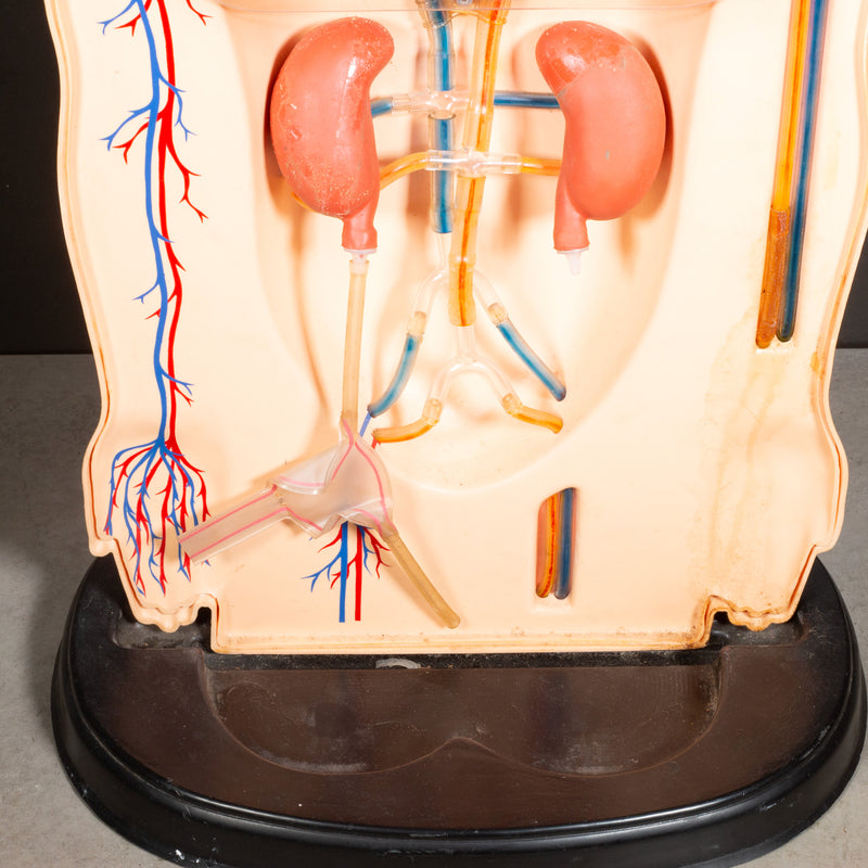 Mid-century Classroom Anatomical Teaching Respiratory Model c.1950