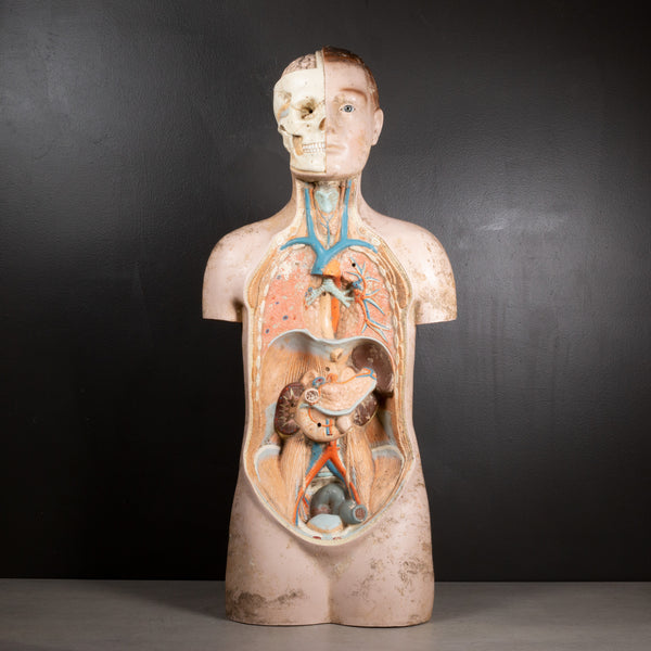 Mid-century French Anatomical Medical Teaching Display c.1950