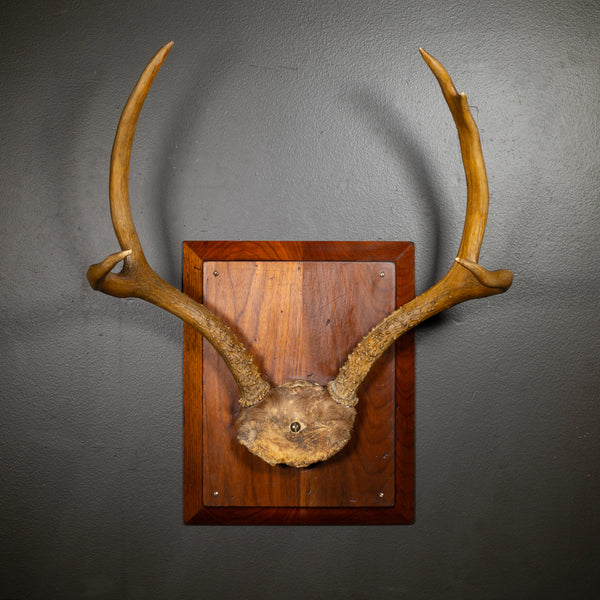 Vintage Mounted Deer Antlers on Beveled Wooden Plaque