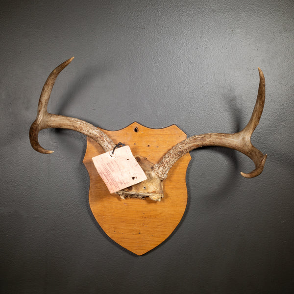 Vintage Mounted Deer Antlers