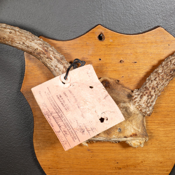 Vintage Mounted Deer Antlers