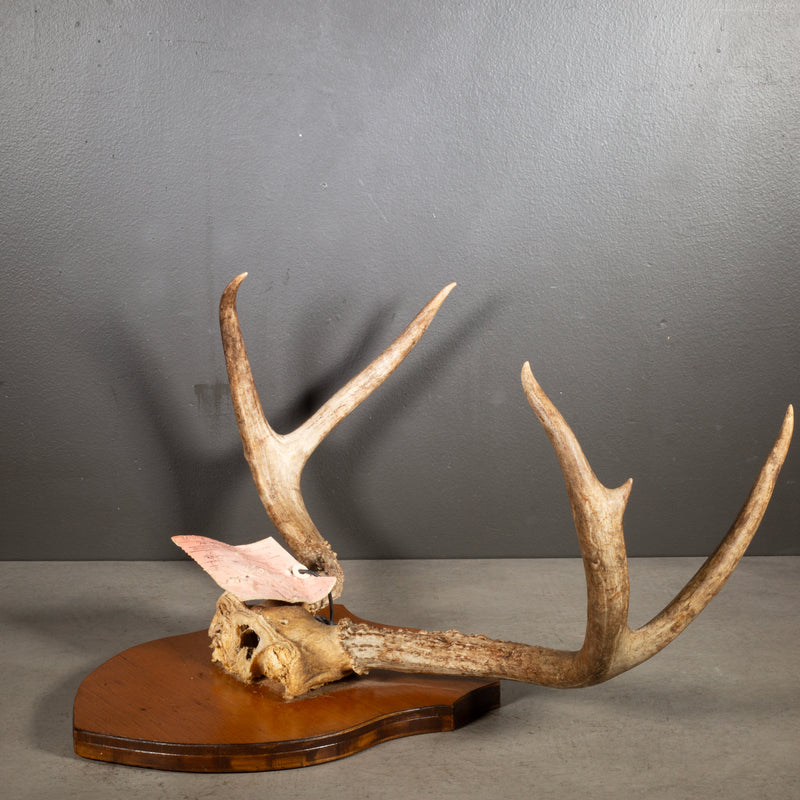 Vintage Mounted Deer Antlers