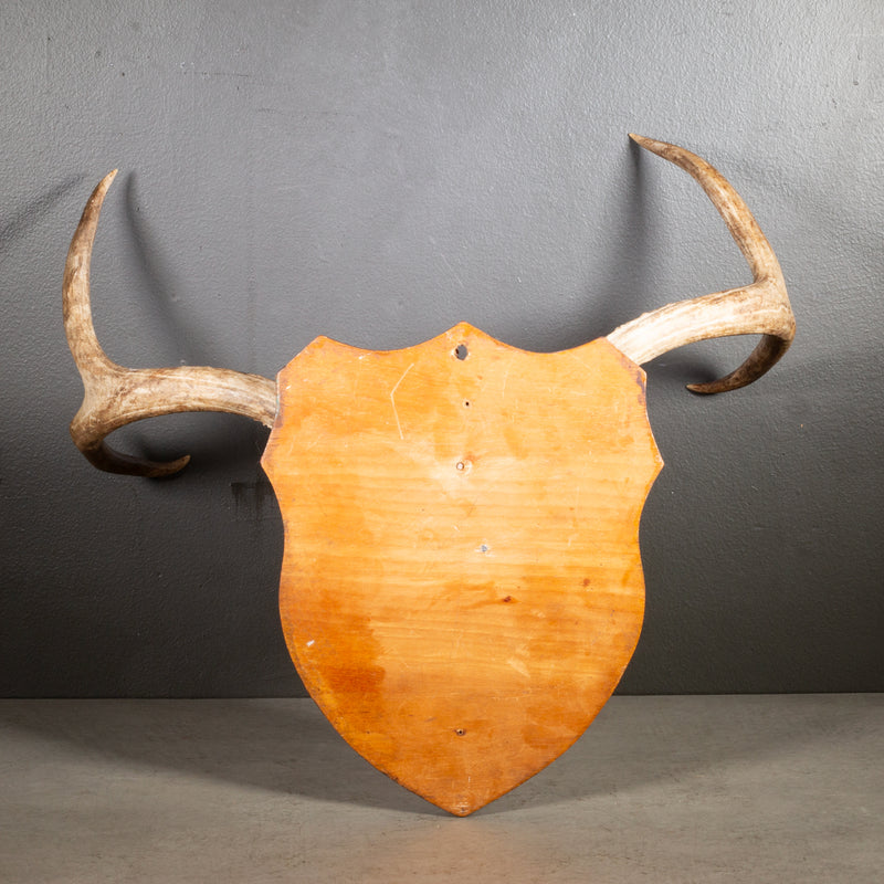 Vintage Mounted Deer Antlers