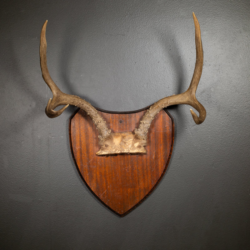 Vintage Mounted Deer Antlers on Wooden Plaque