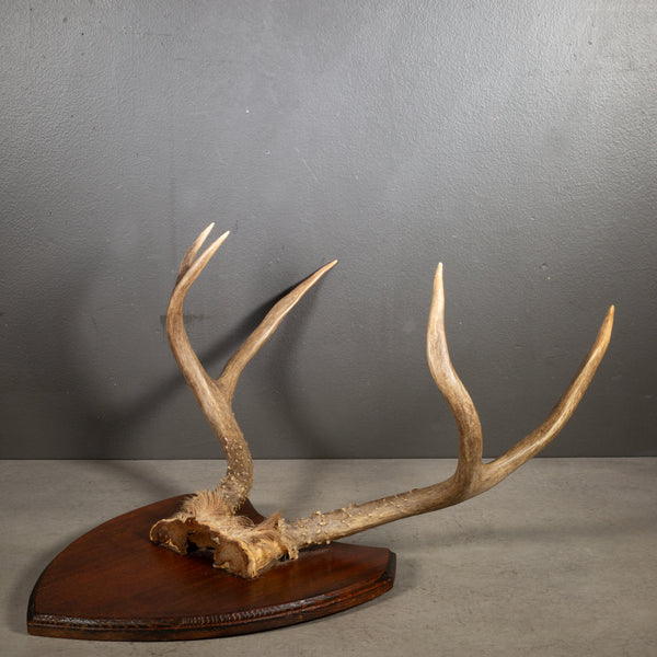 Vintage Mounted Deer Antlers on Wooden Plaque