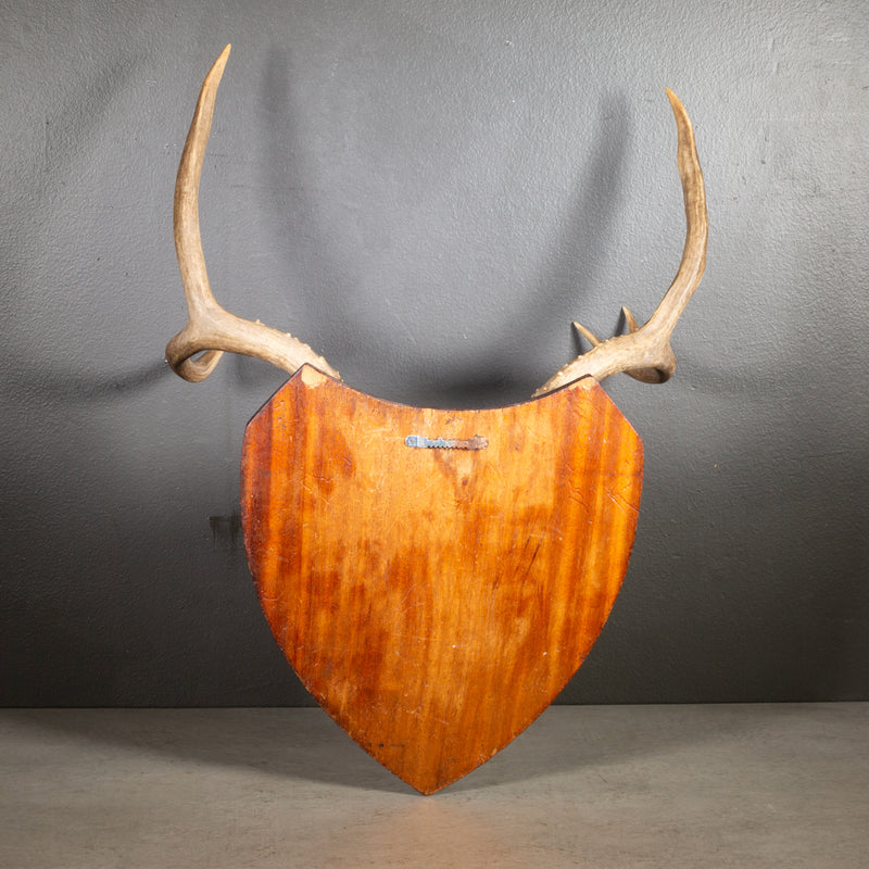 Vintage Mounted Deer Antlers on Wooden Plaque