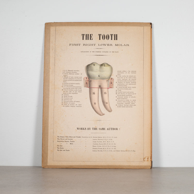 19th c. Medical Movable Atlas Book of the Human Body c.1880