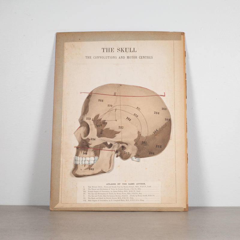 19th c. Medical Movable Atlas Book of the Human Body c.1880