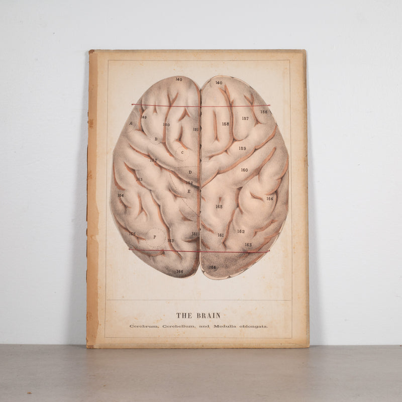 19th c. Medical Movable Atlas Book of the Human Body c.1880