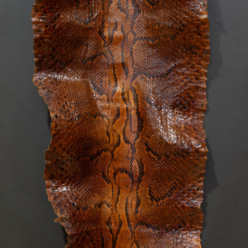 Vintage Taxidermy Python Skin c.1940-1970