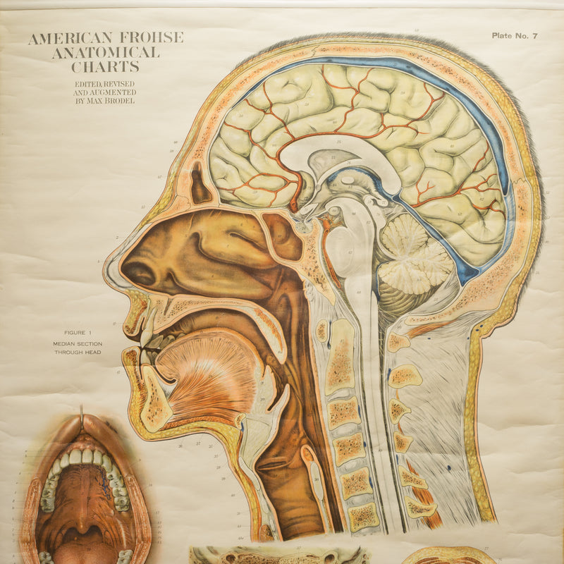 American Frouse Anatomical Chart c.1918