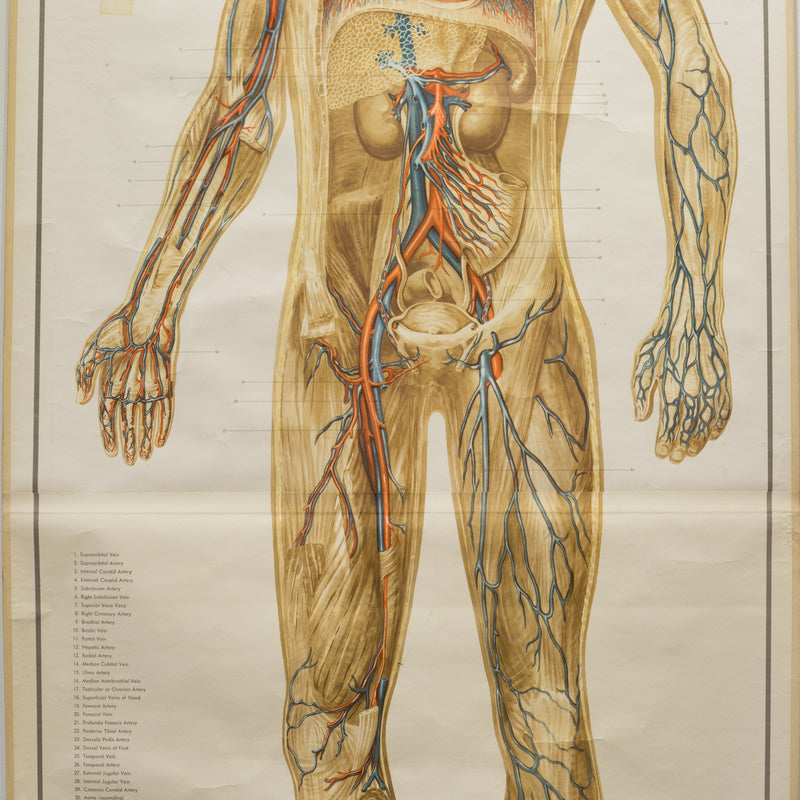 Vintage Circulatory System Anatomical Chart c.1952