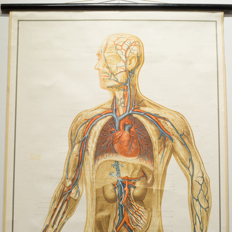 Vintage Circulatory System Anatomical Chart c.1952