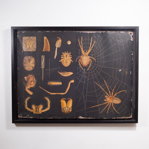 Dutch School House Science Class Scroll of Spider Anatomy c.1930-1950