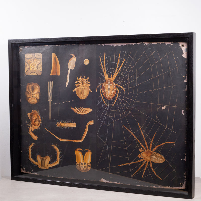 Dutch School House Science Class Scroll of Spider Anatomy c.1930-1950