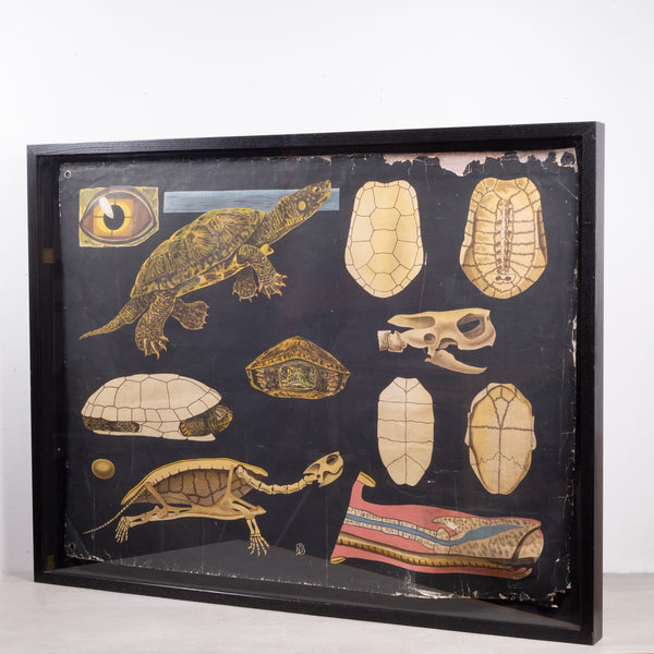 Dutch School House Science Class Scroll of Turtle Anatomy c.1930-1950
