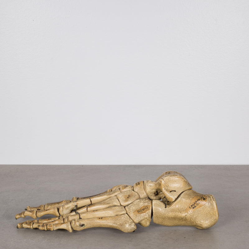 Antique Foot Skeletal Anatomical Teaching Model c.1810
