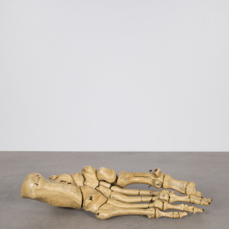 Antique Foot Skeletal Anatomical Teaching Model c.1810