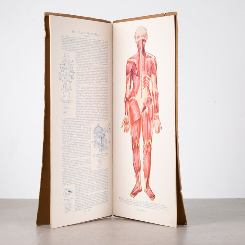 Early 20th c. "Portfolio of Anatomical Manikins" Book c.1932