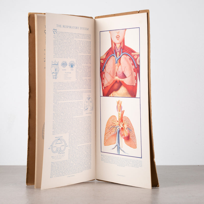 Early 20th c. "Portfolio of Anatomical Manikins" Book c.1932