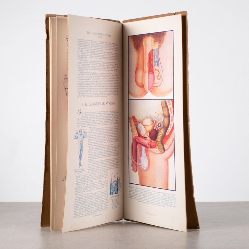 Early 20th c. "Portfolio of Anatomical Manikins" Book c.1932