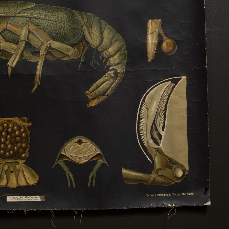 Vintage Dutch Science Class Chart of Crayfish Anatomy c.1930