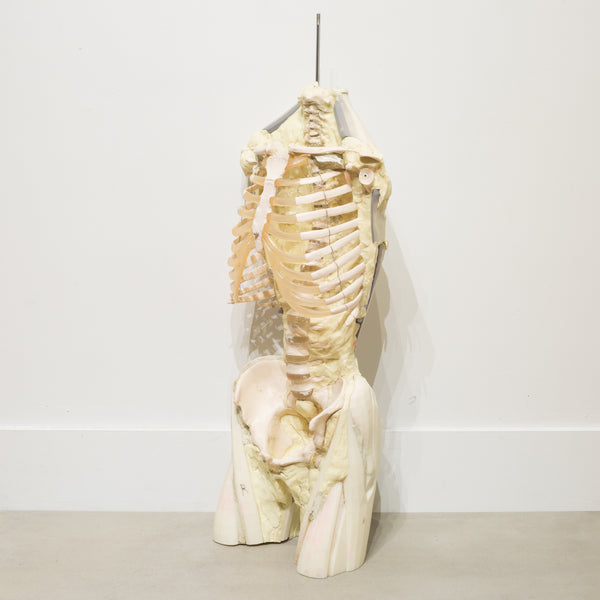 Military Anatomy Class Resin Skeleton c.1970