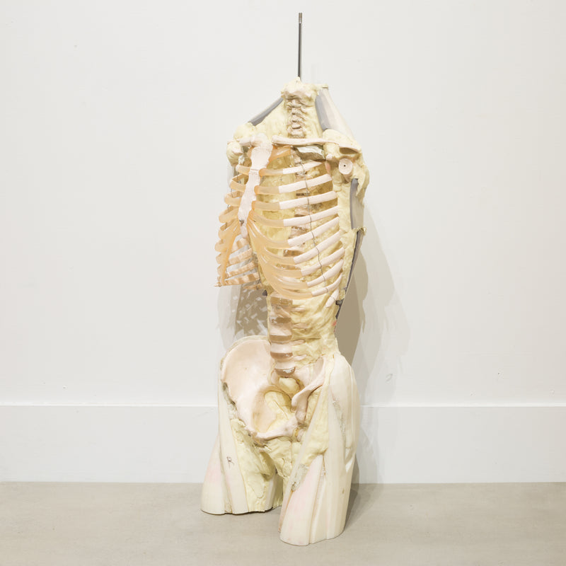Military Anatomy Class Resin Skeleton c.1970