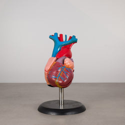 Professional Medical Teaching Display of Human Heart c.1970